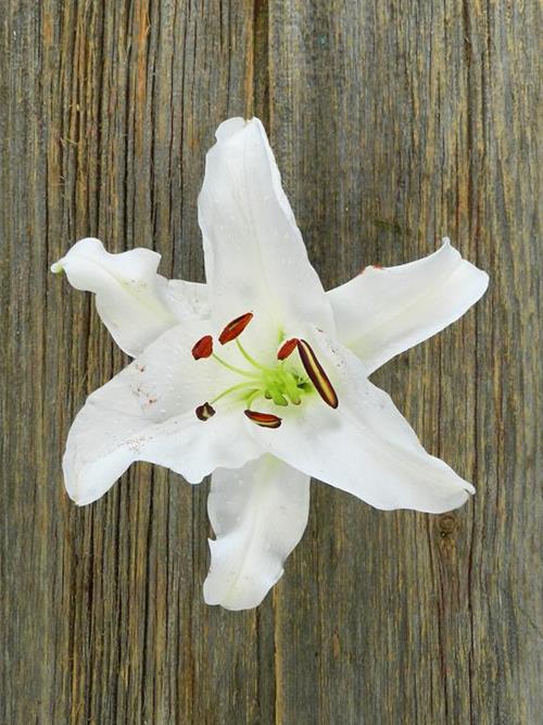 CASABLANCA  WHITE ORIENTAL LILIES